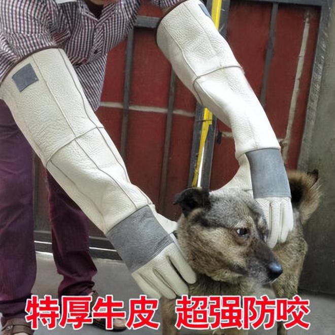 米乐M6 M6米乐训练狗狗需要哪些器具？8种宠物犬训练用品(图7)