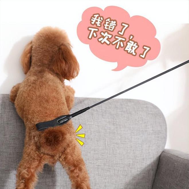 米乐M6 M6米乐训练狗狗需要哪些器具？8种宠物犬训练用品(图6)